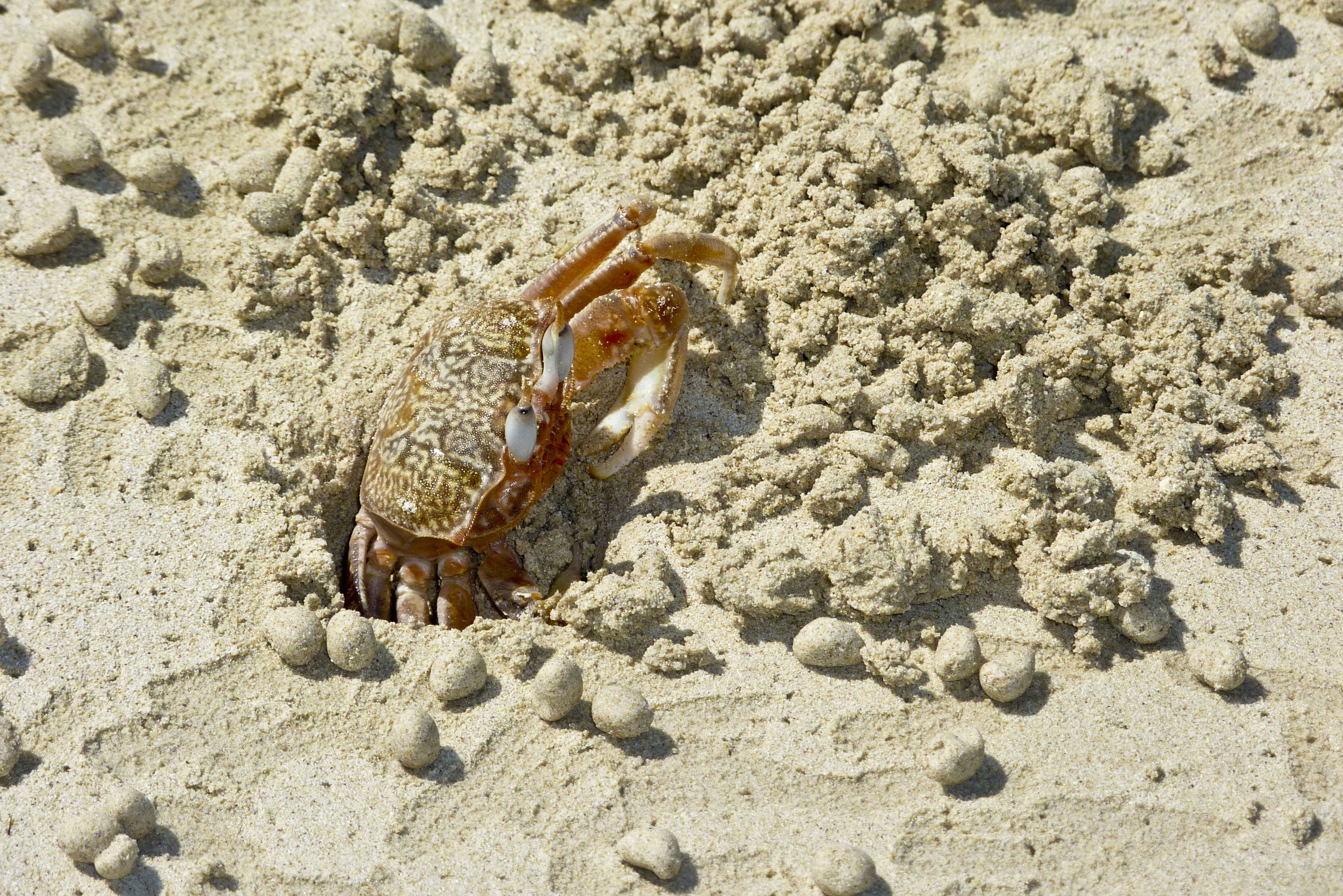 Krabbe